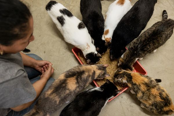 how to help animal rescue organizations