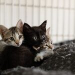 organize a community fundraiser for animals