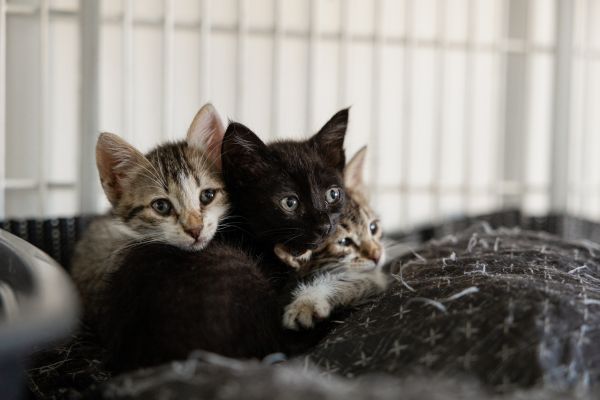 organize a community fundraiser for animals