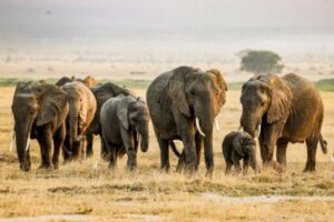 Wildlife Conservation Ethics: Protecting Nature Responsibly