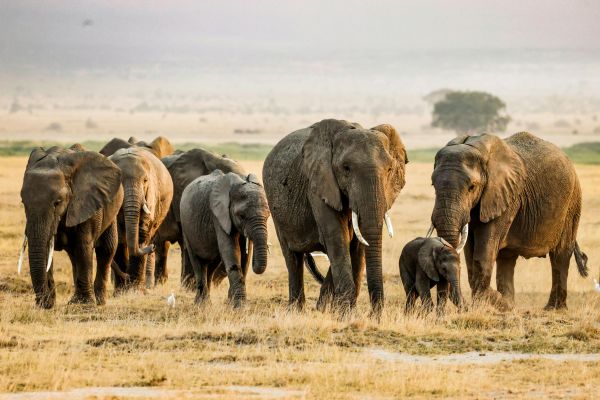 Wildlife conservation ethics