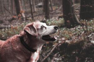 Signs of Arthritis in Ageing Dogs and How to Ease Their Discomfort