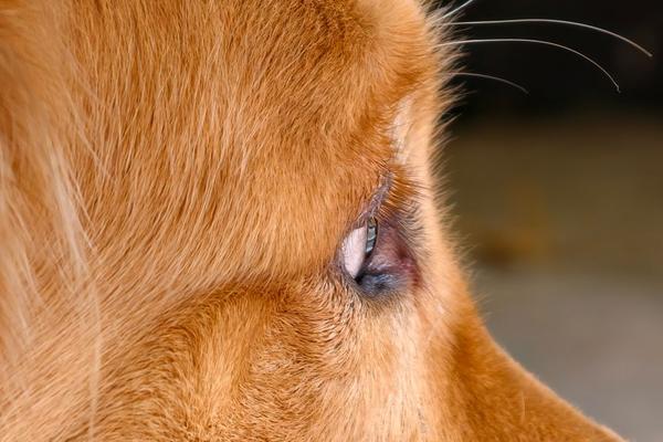 common food allergies in dogs