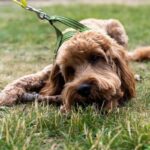 designer crossbreed dogs popularity uk