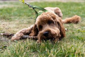 Designer Crossbreed Dogs: Why Hybrid Breeds Are Booming in the UK
