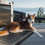 dog separation anxiety