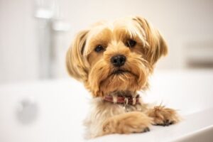 At-Home Dog Grooming Tips to Save Money Between Salon Visits