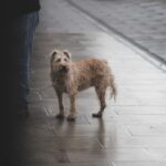 how often should you walk a dog uk