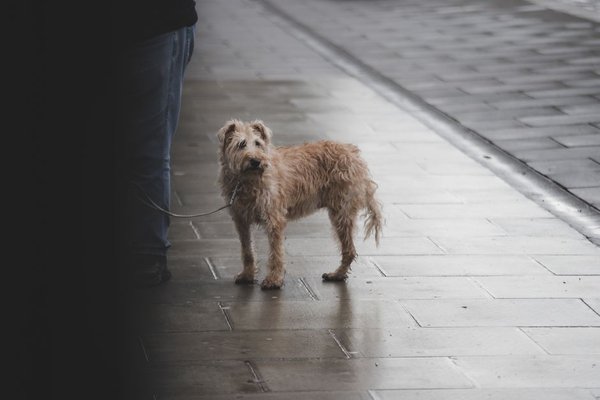 how often should you walk a dog uk