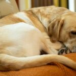 pet insurance for dogs uk guide