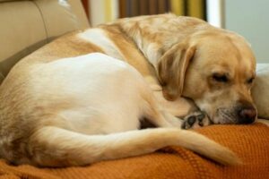 Pet Insurance for Dogs UK: How to Choose the Right Cover in 2026
