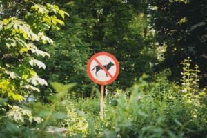 Signs of Arthritis in Dogs and When to See a Vet