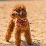 teddy bear cut dog grooming trend
