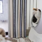 best cat litter for indoor cats
