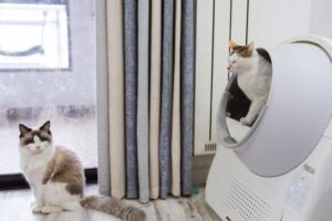 Best Cat Litter for Indoor Cats: Types Compared