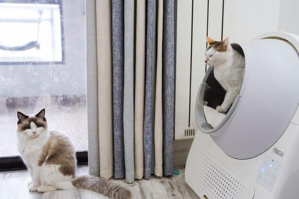 best cat litter for indoor cats