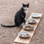 how to switch cat food