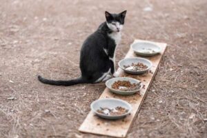 How to Switch Cat Food Without Upsetting Their Stomach