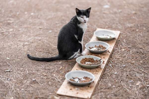 how to switch cat food