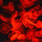 bioluminescent marine animals