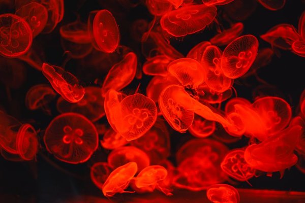bioluminescent marine animals
