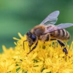 bumblebee vs honey bee