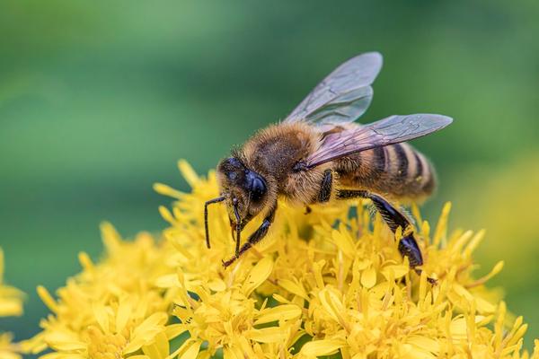 bumblebee vs honey bee