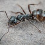 common british ant species