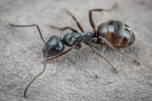 Common British Ant Species and Where They Live