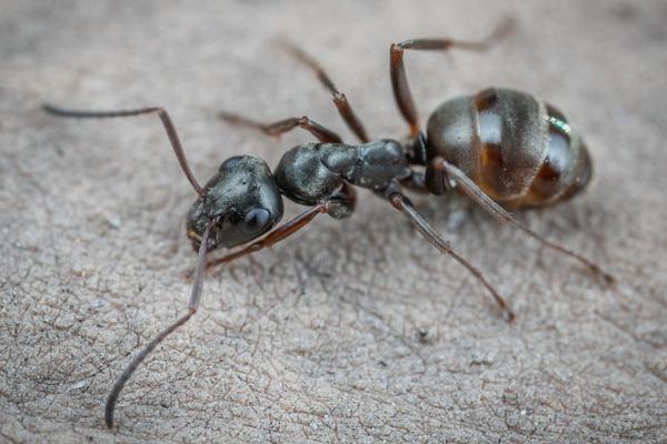 common british ant species
