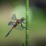 dragonfly life cycle