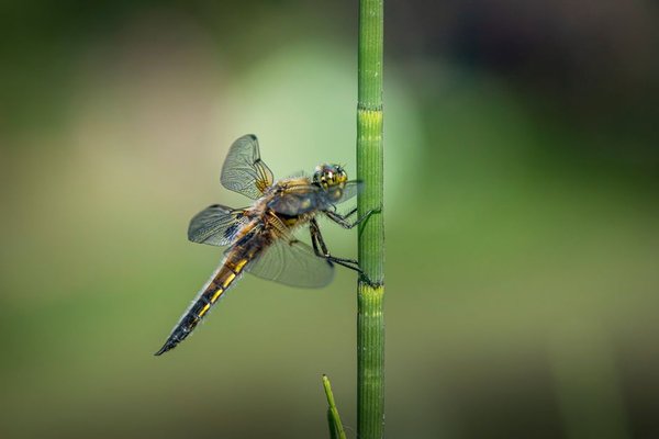 dragonfly life cycle