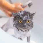 hairballs in cats