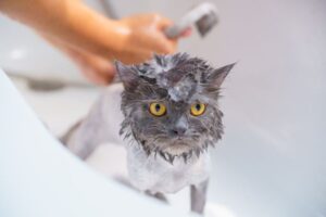Hairballs in Cats: Causes, Prevention and Warning Signs