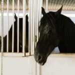 horse stable size