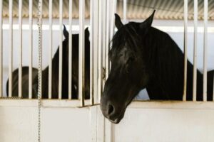 Horse Stable Size Guide: UK Dimensions and Layout
