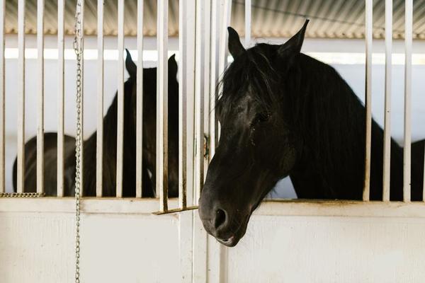 horse stable size