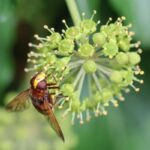 hoverflies uk