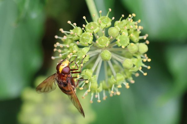 hoverflies uk