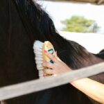 how to brush a horse