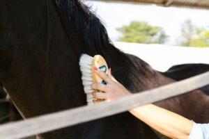 How to Brush a Horse Correctly: Grooming Basics