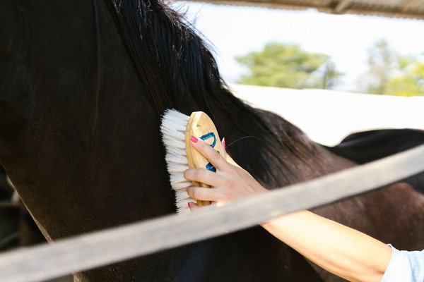 how to brush a horse