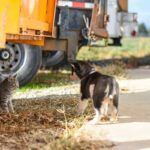 how to introduce cats to each other
