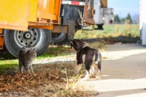 How to Introduce Cats to Each Other Slowly and Safely