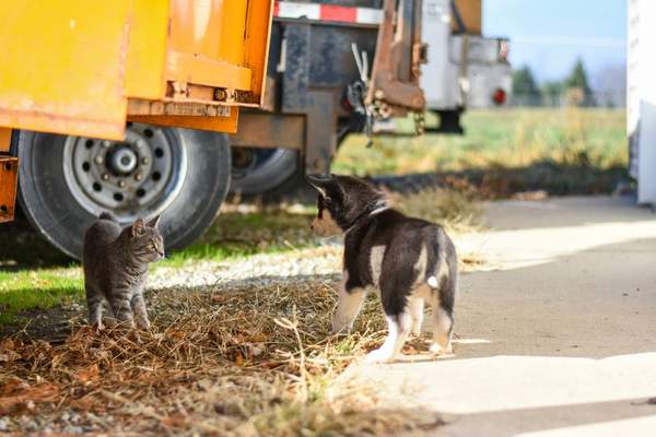 how to introduce cats to each other