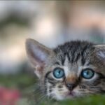 microchipping cats uk