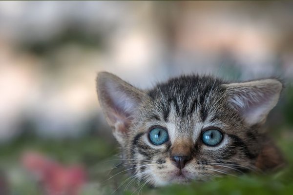 microchipping cats uk