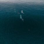 minke whales uk