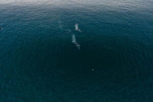 Minke Whales in UK Waters: Habitat, Diet and Behaviour