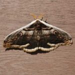 moths vs butterflies